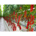 Hydroponics Sistema de crecimiento de tomate Invernadero de policarbonato